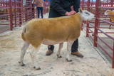 Lot 135 Sold for £780 from JM & SM Priestley Cracrop